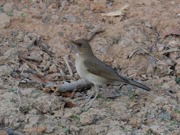 Crèmebuiklijster (Turdus amaurochalinus)